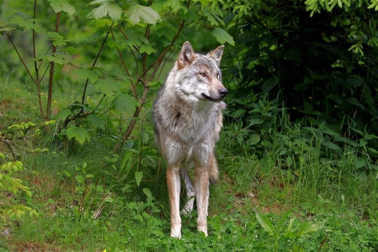 Animalele spectaculoase ale Apusenilor