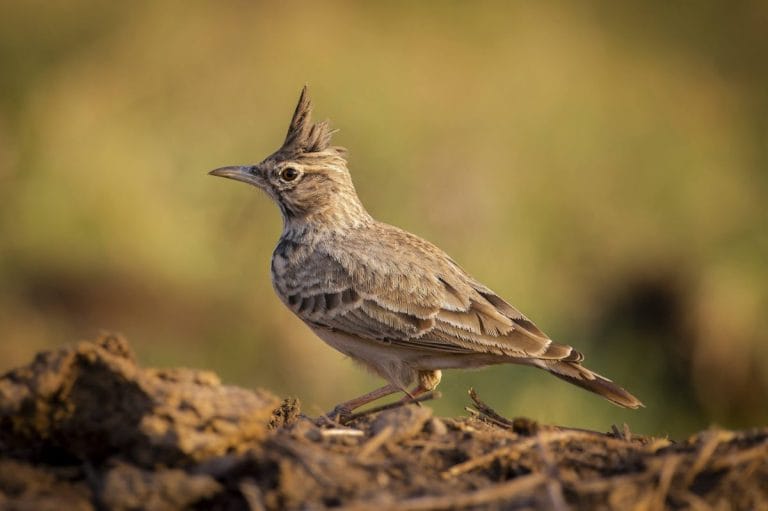 Păsările Canalului Crișan – Caraorman: paradis al ornitologilor Păsările Canalului Crișan – Caraorman